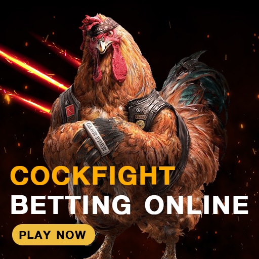 cockfight betting