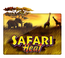 safari heat